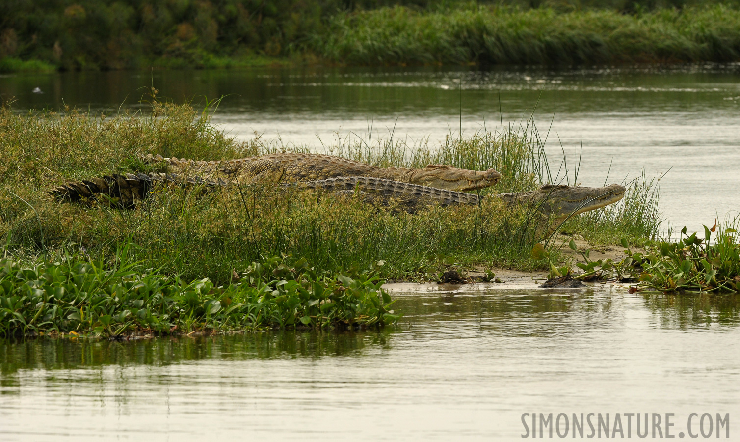 Crocodylus niloticus chamses [300 mm, 1/800 sec at f / 11, ISO 800]